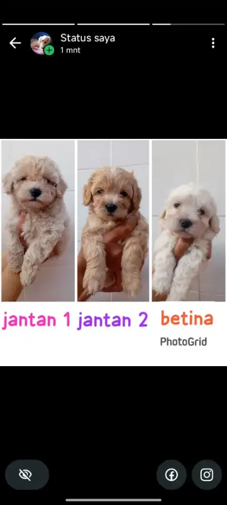 di jualan anakan poodle