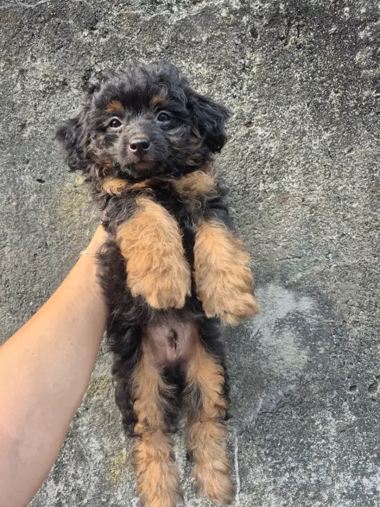 Anak anjing 2 jantan 2 betina