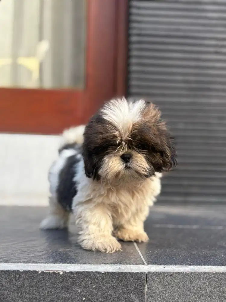 Shihtzu usia 2bulan