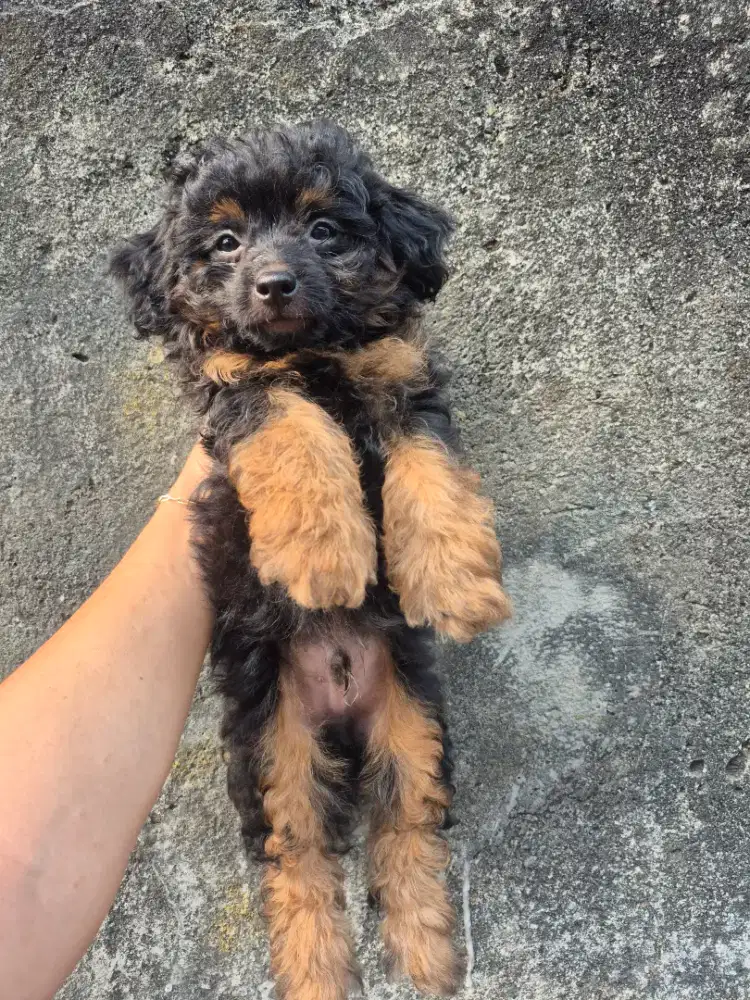 Anak anjing gemoy