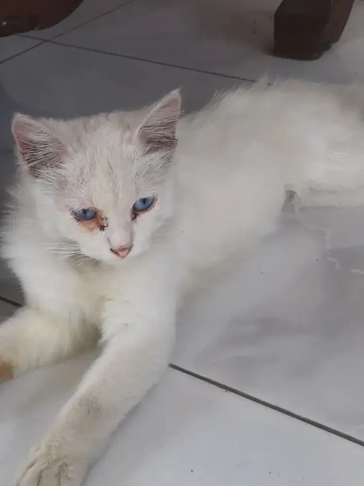 Adop kucing, yg penyayang hewan aja, yg mau merawat nya .