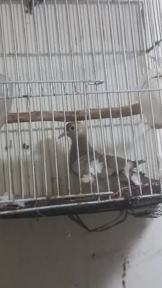 Burung perkutut silver rajin bunyi dapet mikat datang sendiri