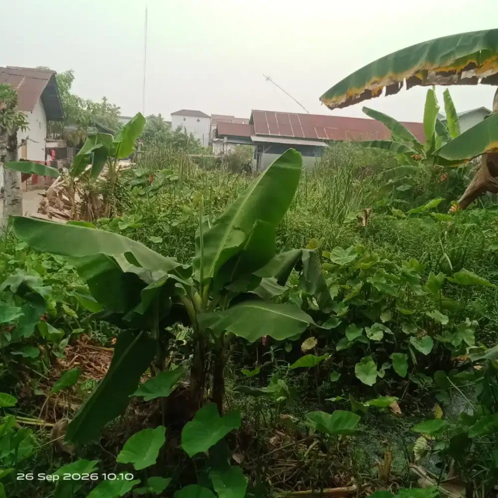 Mencari kerjaan tebang pohon dan tebas rumput