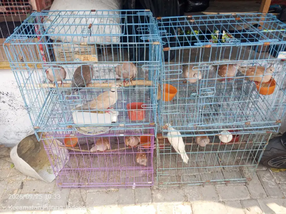 Burung puter bonus kandang murah