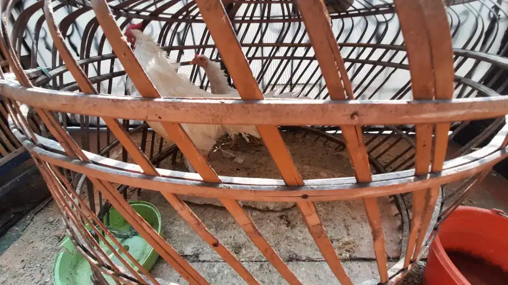 Ayam jago sepasang putih mulus