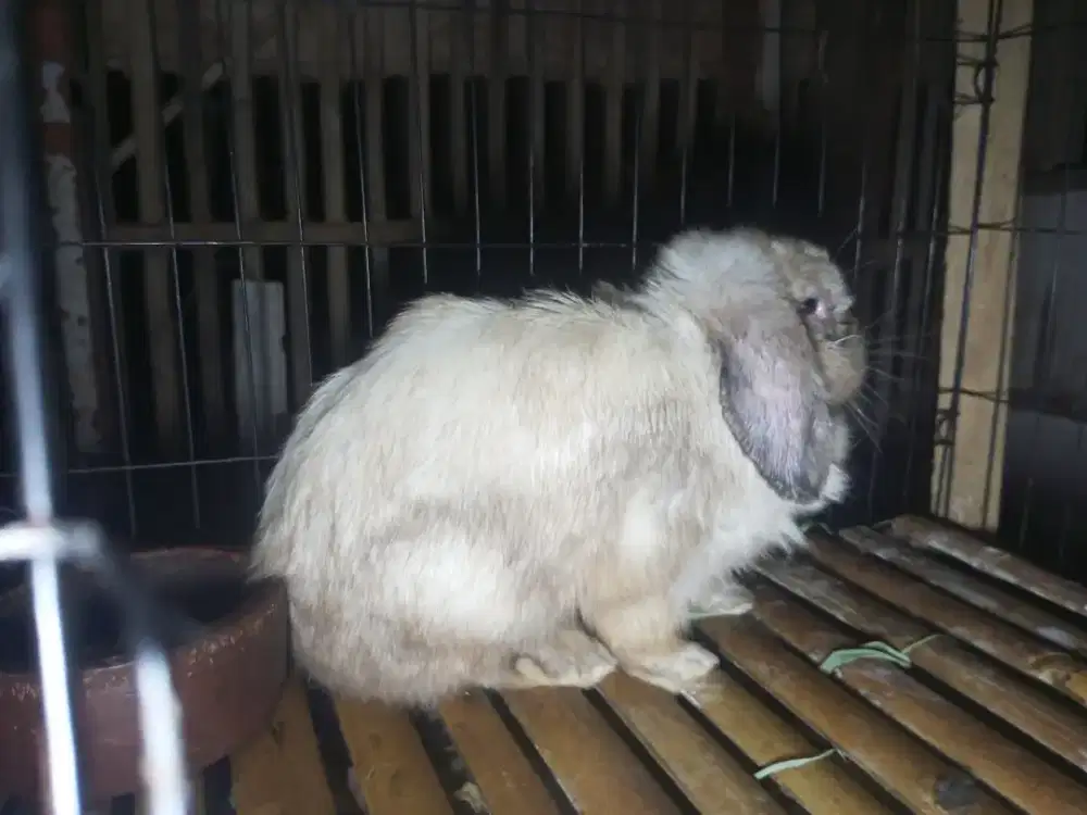 INDUK HOLLAND LOP BETINA