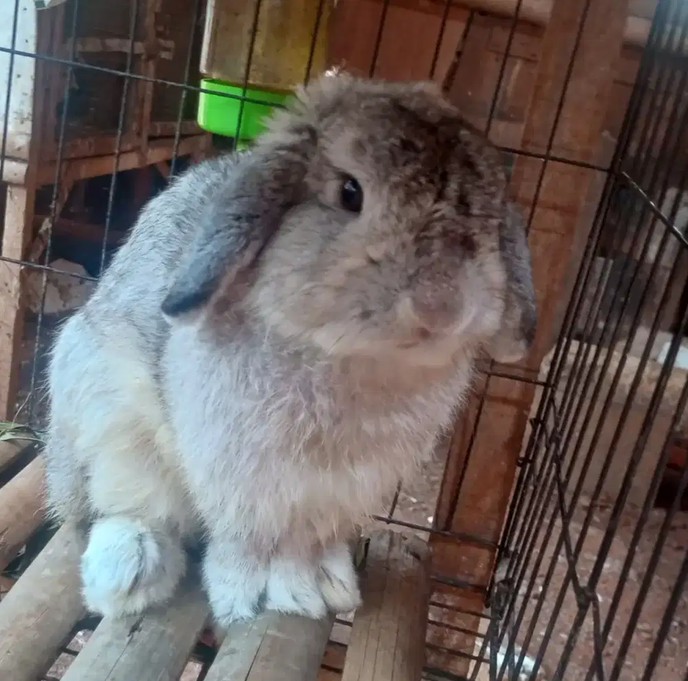 INDUK Holland Lop Jantan