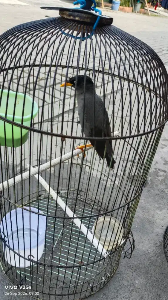 Jalak kebo super gacor banget