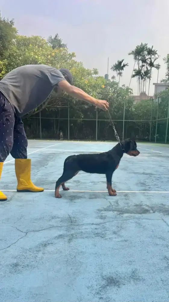 Rottweiler betina cakep