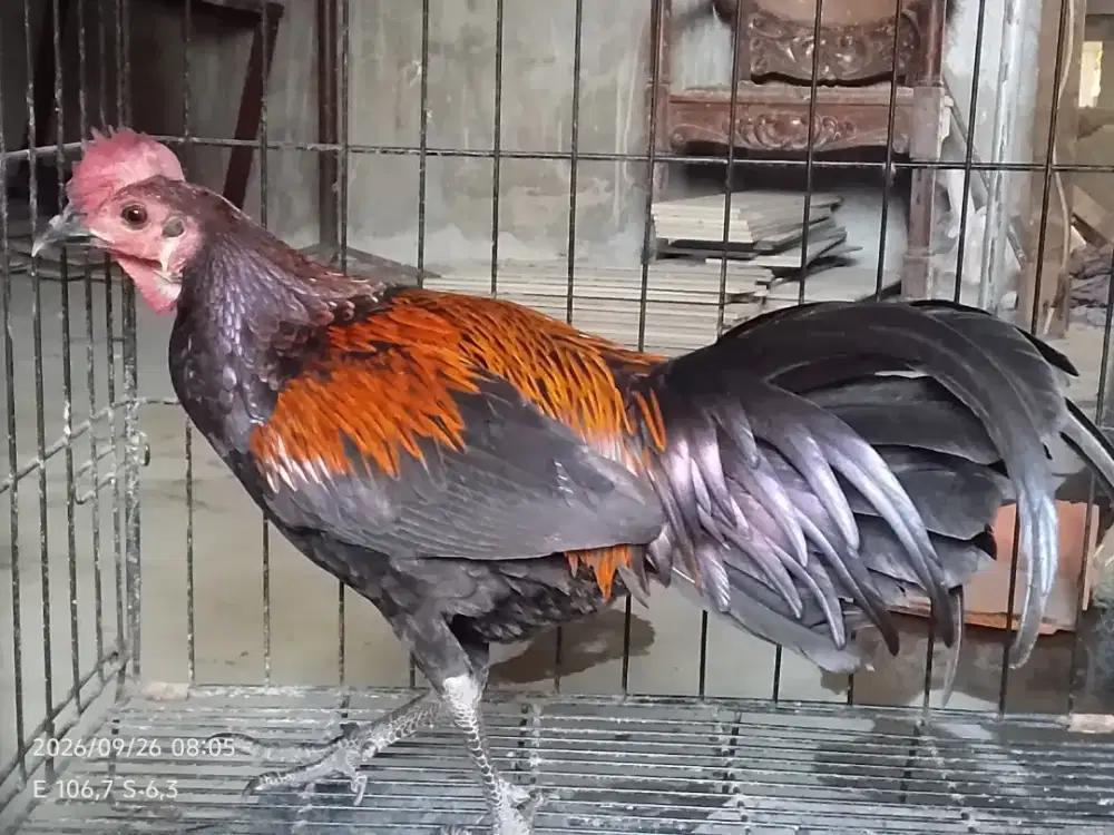 Ayam bekisar merah