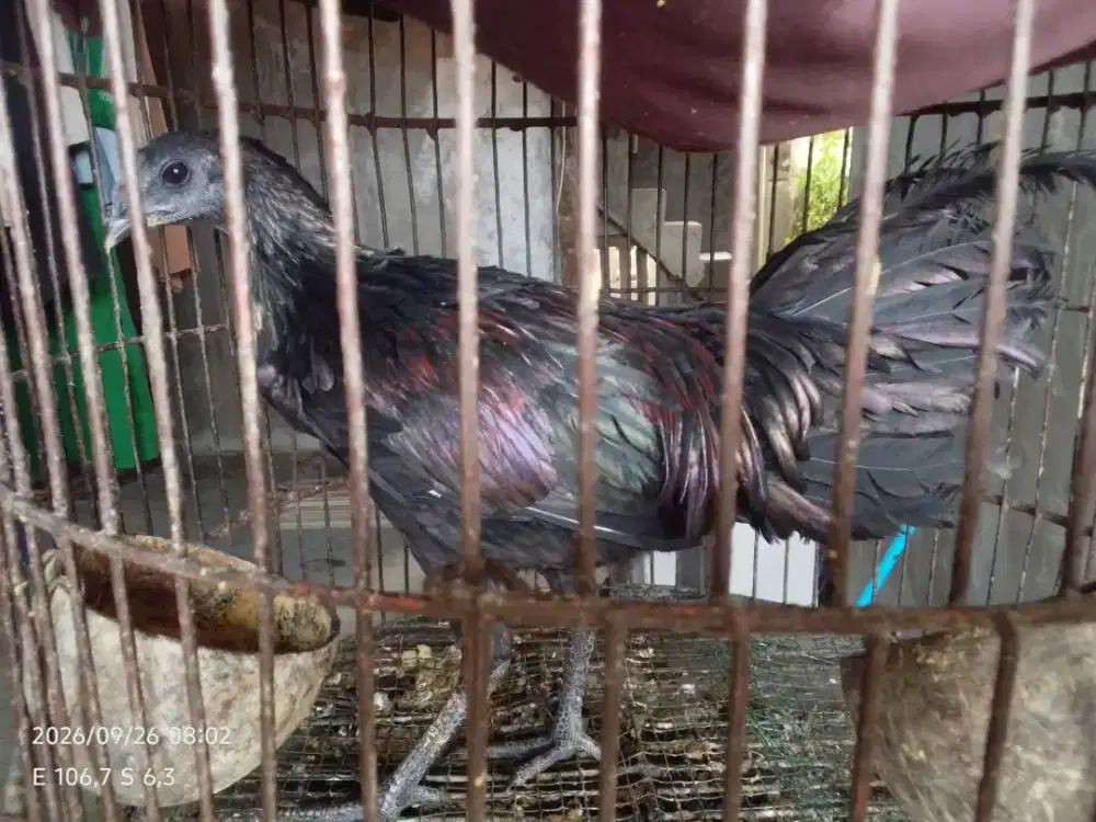 Ayam bekisar cemani