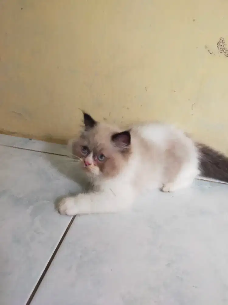Kitten jantan persia himalaya sehat lincah