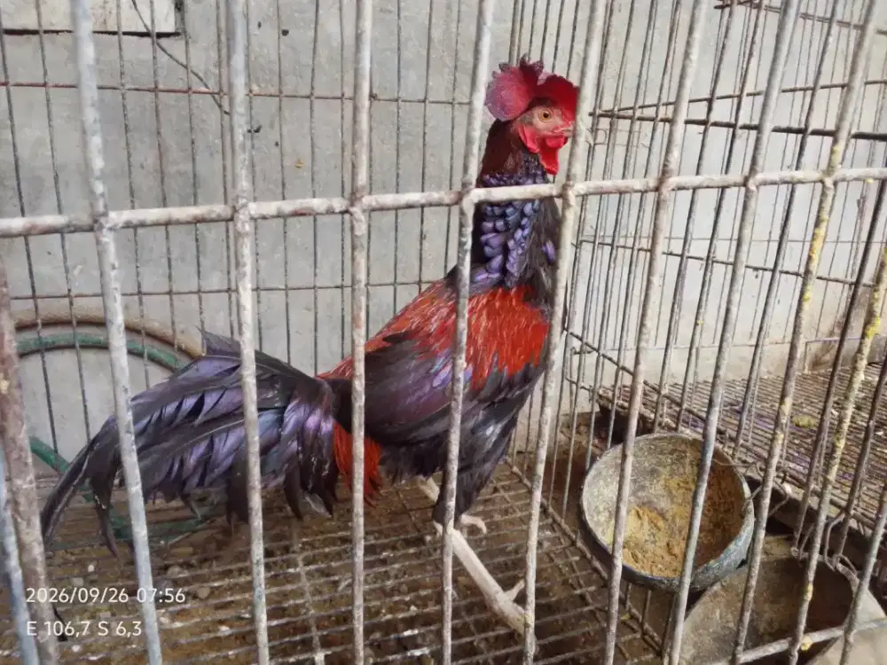 Ayam bekisar merah