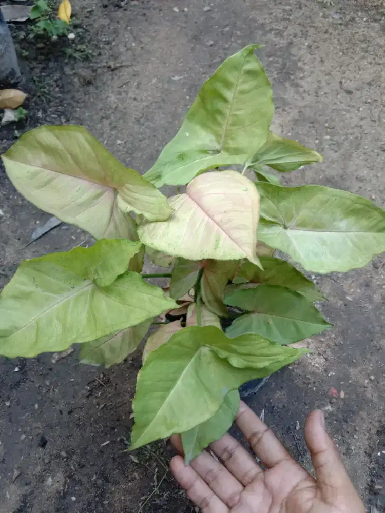 Tanaman Syngonium Pink