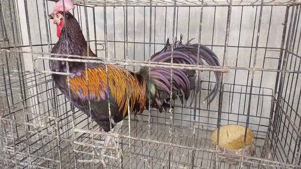Ayam bekisar wiring kuning