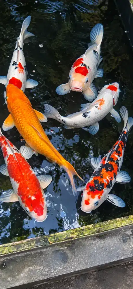 Ikan koi dijual