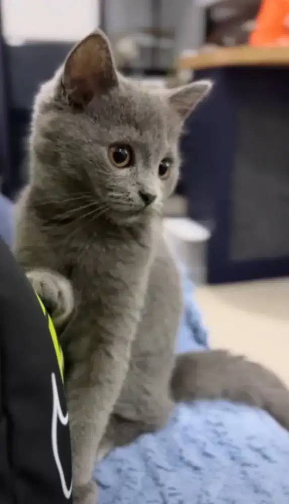 Kucing kitten British shorthair Bluesolid female