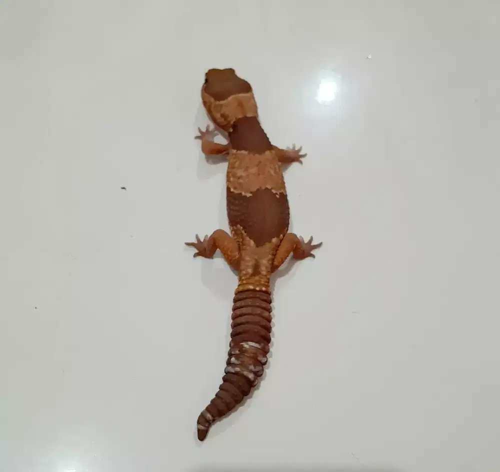 AFT GECKO CARAMEL HET ZULU PH OREO PATTY JANTAN