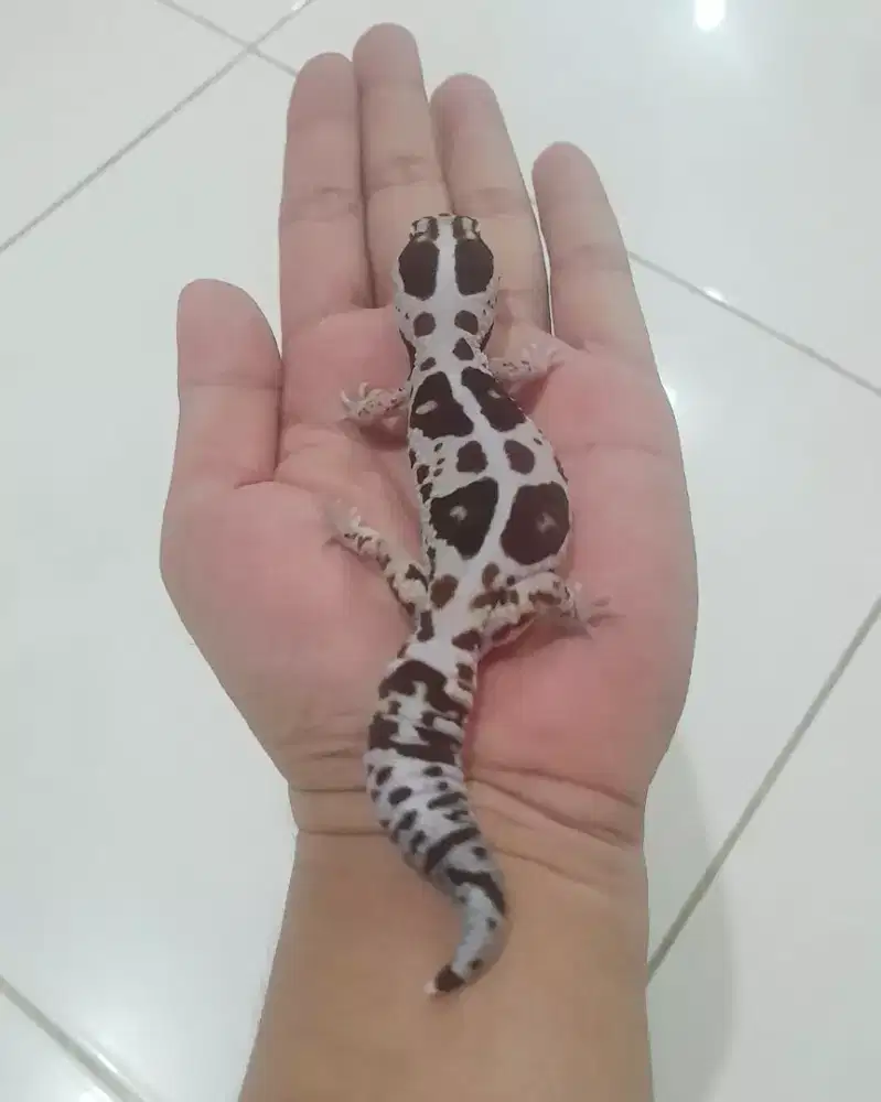 AFT GECKO WHITEOUT STRIPE PH LAKBUNO FEMALE