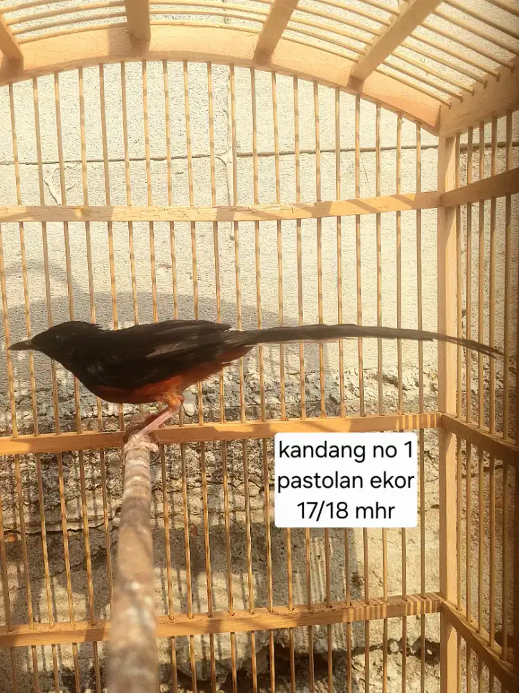 Murai pastolan dan trotolan