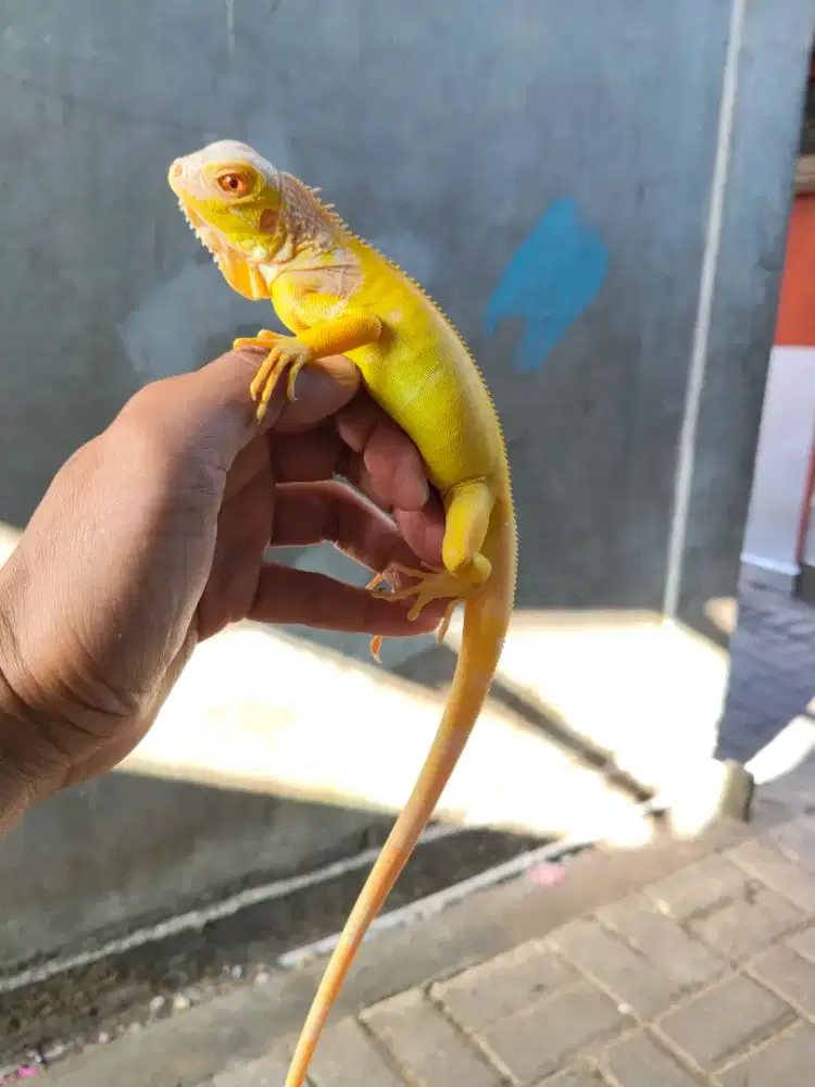 Iguana albino colombia