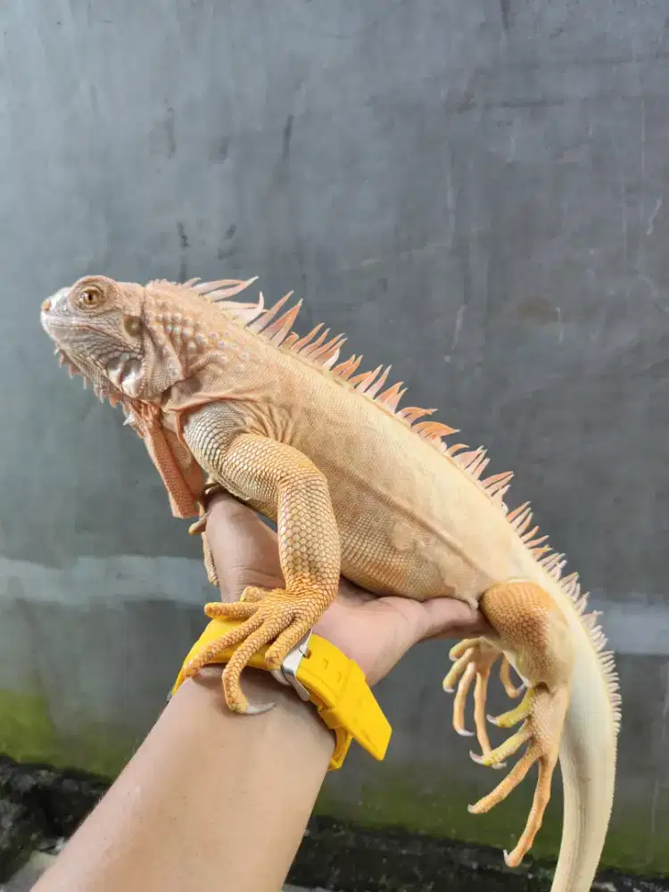 Iguana albino dewasa