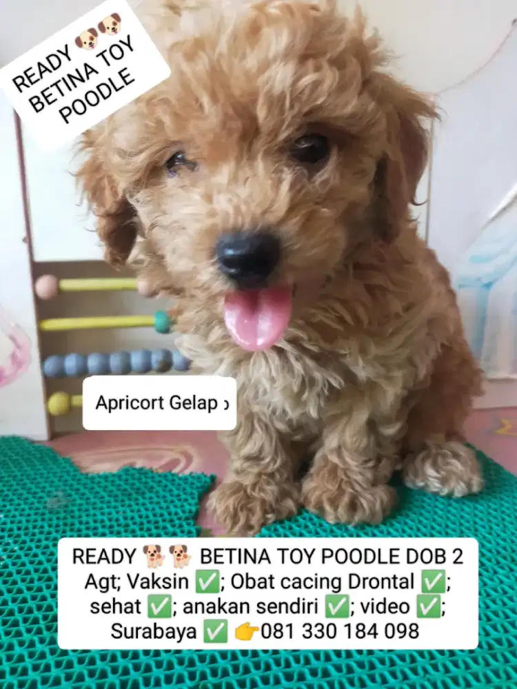 READY BETINA TOY POODLE 2 Agt Vaksin Anakan sendiri