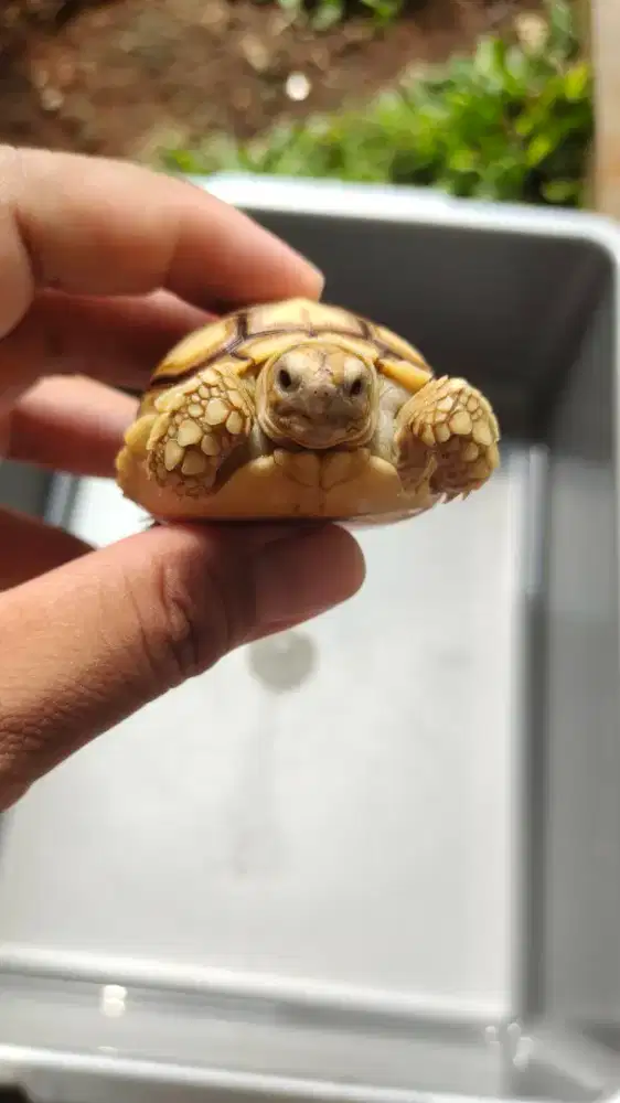 Kura-kura sulcata