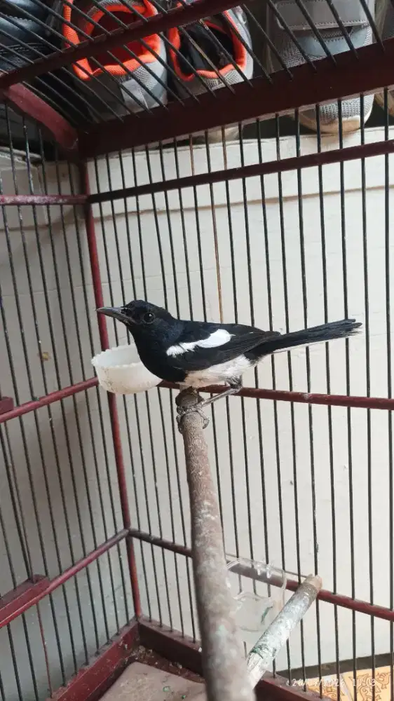 Kacer Jabar rajin bunyi isian banyak
