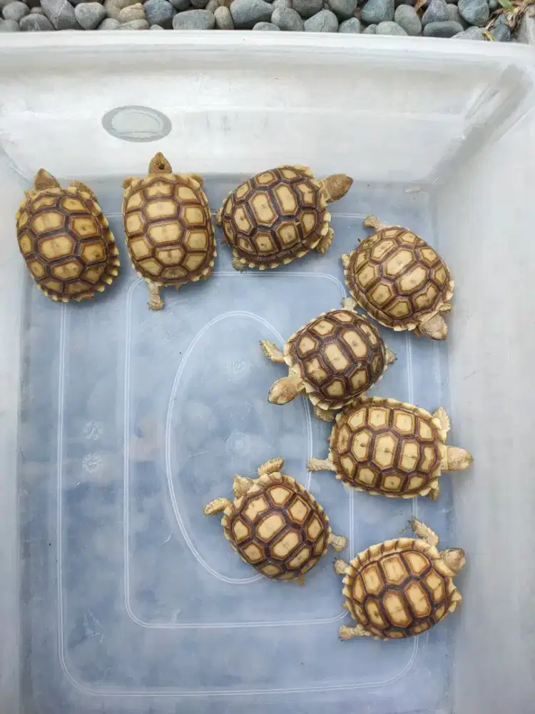 kura darat Sulcata 6,5-6,8cm mulus no minus