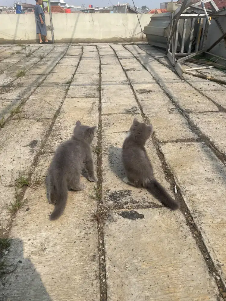 Kitten Bsh pure blue solid