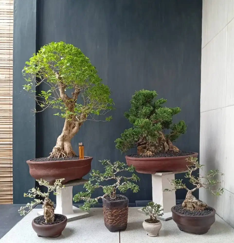 Borongan murah bonsai hias 6 pot