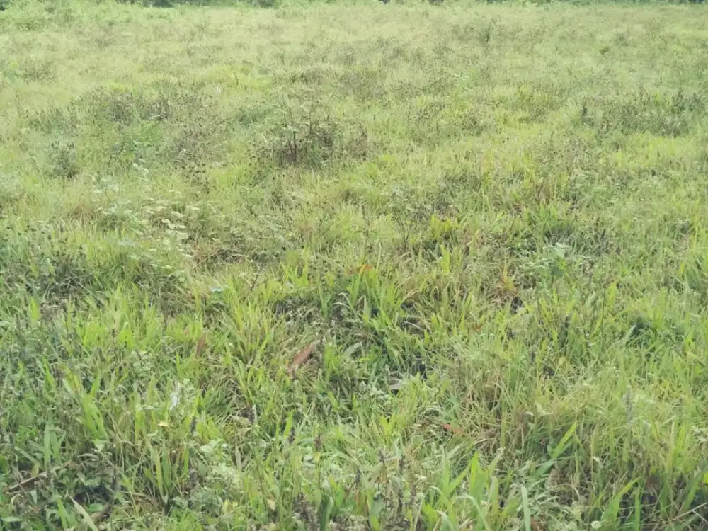 Dijual Murah Tanah di Kelurahan Sempur Panongan Cikupa (Dekat Citra Raya Cikupa)