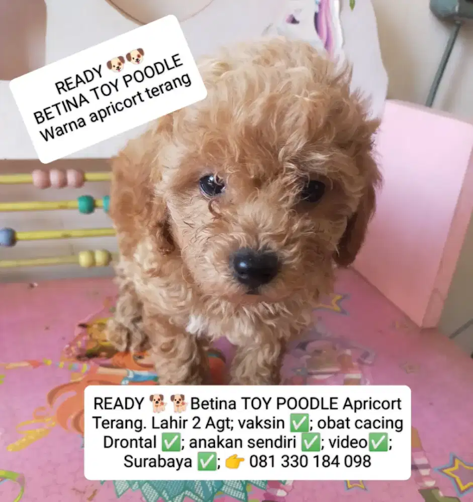 READY BETINA TOY POODLE