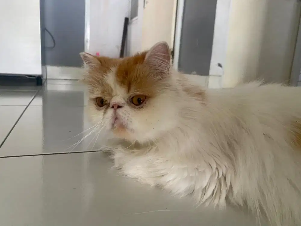 peaknose jantan