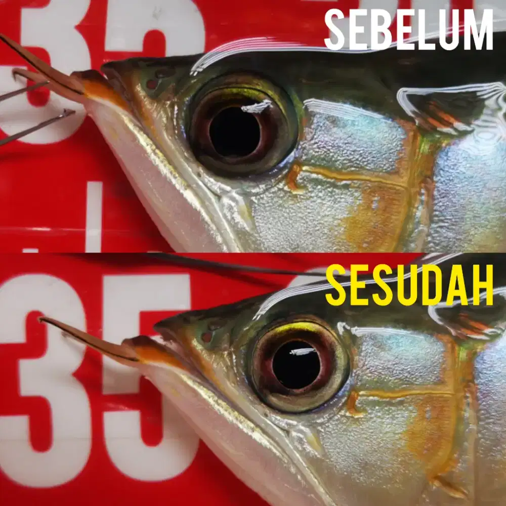 Oprek ikan arowana