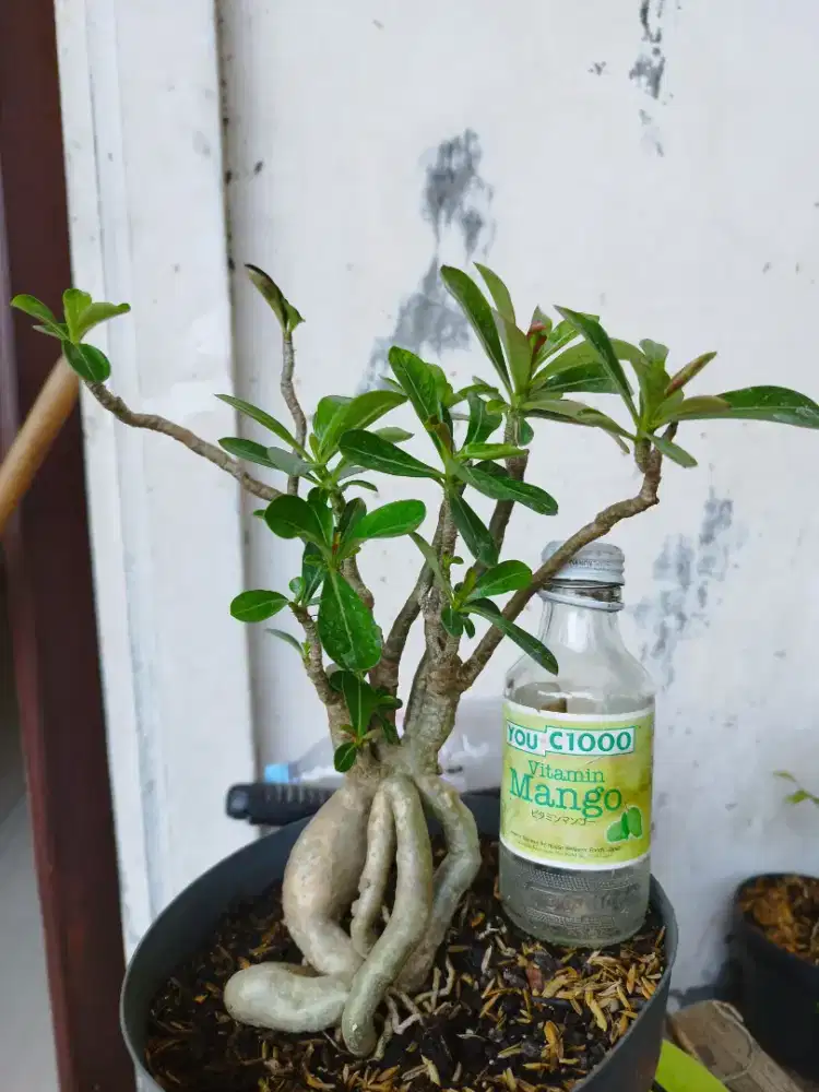 Adenium Obesum murah