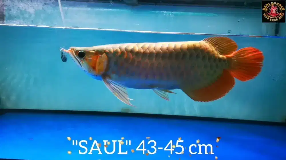 Super red nyendok 44 sd 45cm