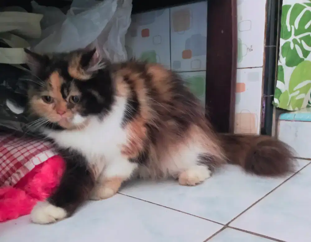 Persia flatnose calico betina sehat gemuk