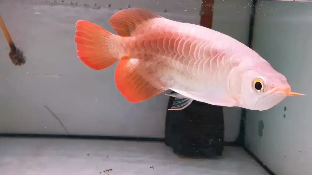 Super red short body 17 cm up