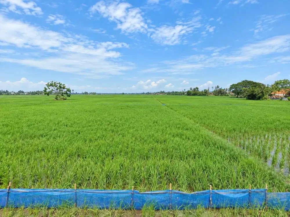 Lahan Luas di Pedes Karawang