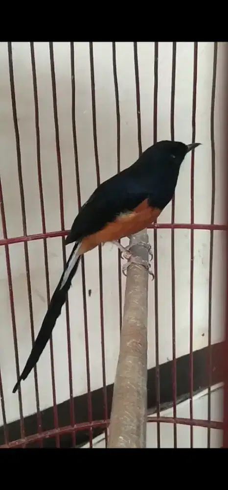 Murai batu ternakan fs