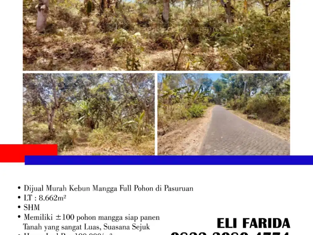 Dijual Murah Kebun Mangga Full Pohon di Pasuruan