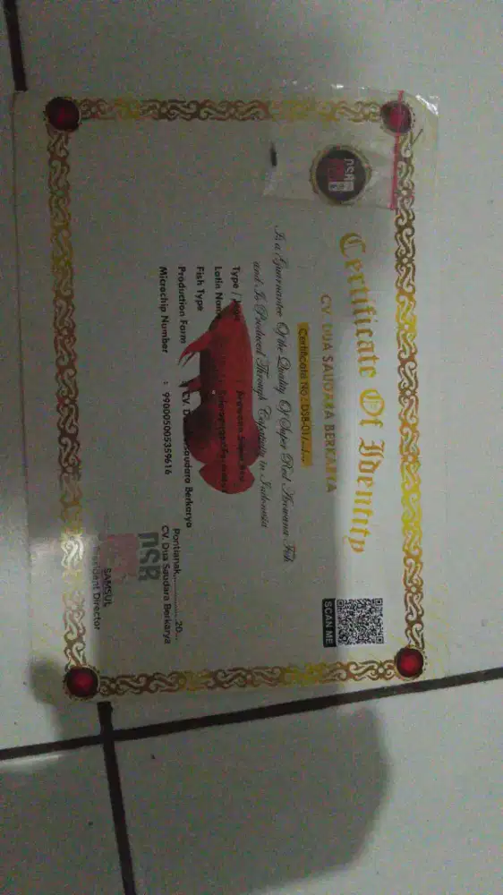 Ikan arwarna super red