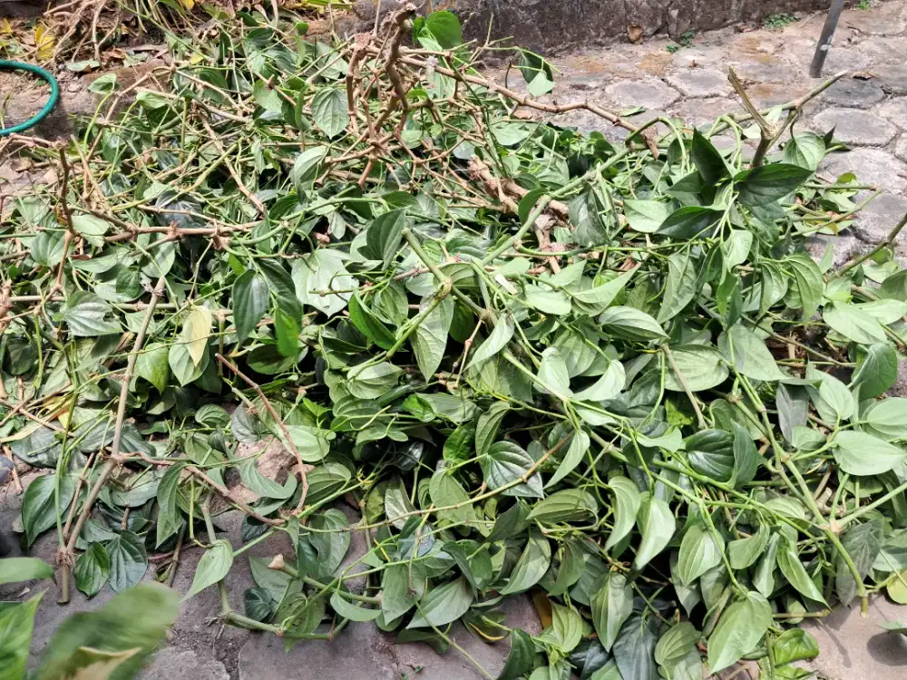 Baru saja tuai daun sirih harga berdahabat