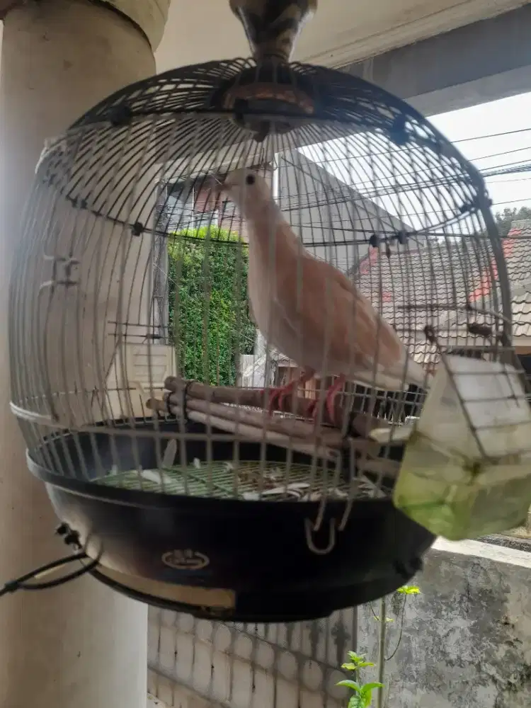 Burung Puter Irak Istimewah