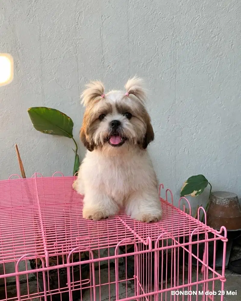 surabaya Anjing shihtzu shih tzu shitzu shitsu sitzhu
