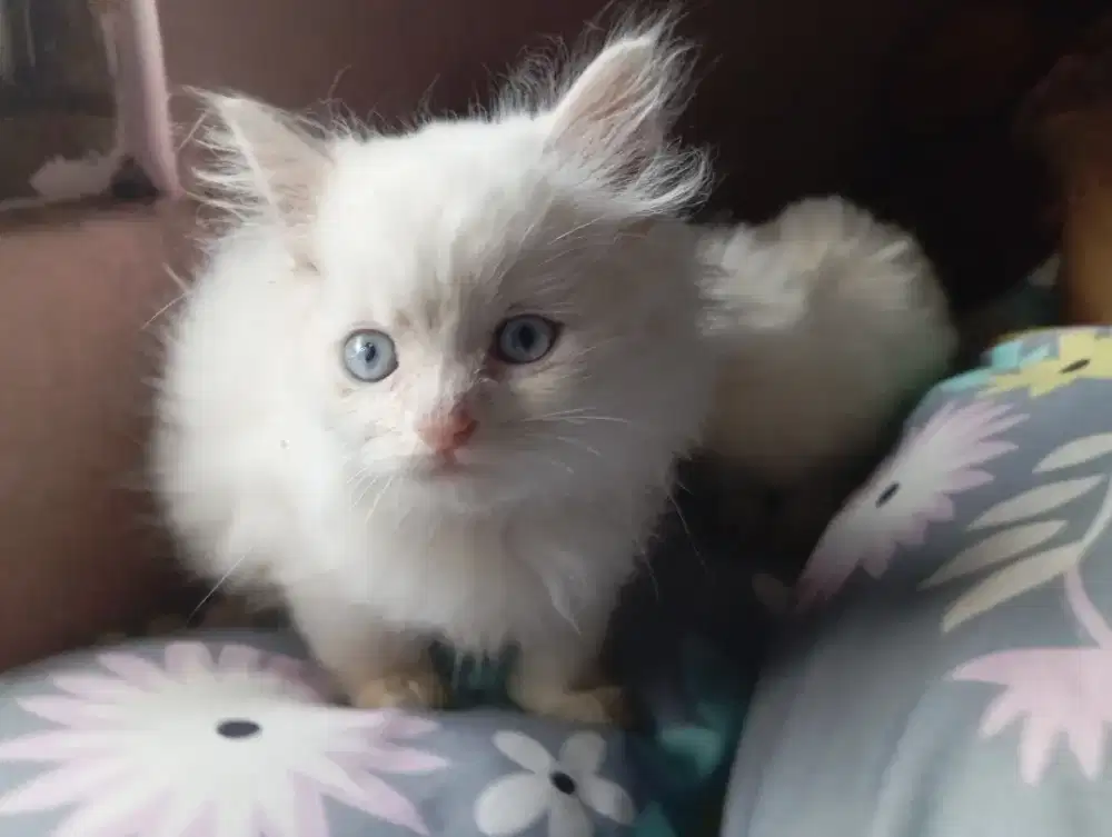 Jual Kucing Persia