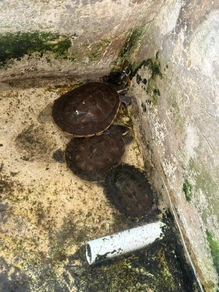 Kura Dada merah dan Dada Putih