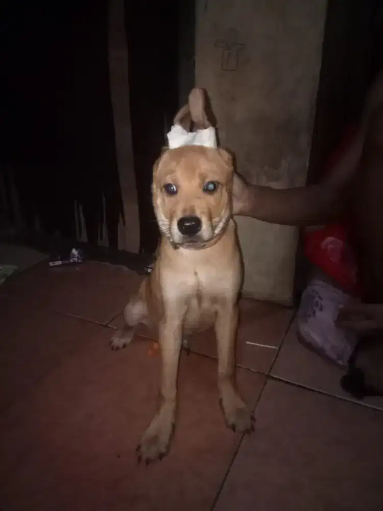 Pittbul mix hunting dog. Tulang kasar,usia 3.5 BLN. Blm ganti gigi .